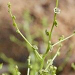 Dysphania atriplicifolia Прочее