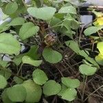 Fuchsia procumbens List