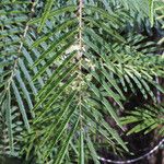 Acacia angustissima Hoja
