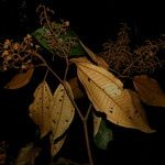 Miconia punctata Blodyn