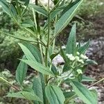 Eupatorium serotinum 葉