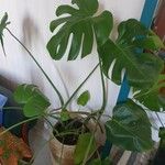 Monstera deliciosa Leaf