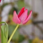 Tulipa gesnerianaFlower