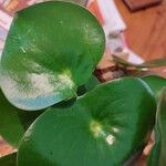 Peperomia polybotrya Levél