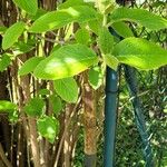 Viburnum lantana Frunză