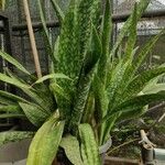 Dracaena hyacinthoides Leht