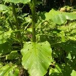 Cardiocrinum giganteum 葉