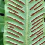 Asplenium scolopendrium Fruit