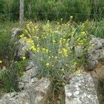 Alyssum montanum Elinympäristö