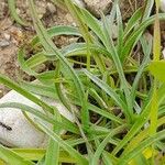 Plantago ovata Blatt