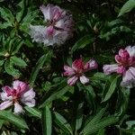 Rhododendron pachytrichum Λουλούδι