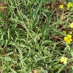 Diplotaxis tenuifolia Плод