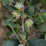 Leptospermum laevigatum Frukt