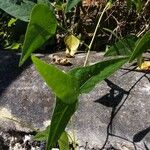 Phaseolus lunatus Leaf