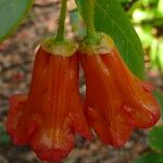 Rhododendron dichroanthum