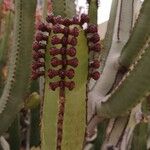 Euphorbia canariensis Flor