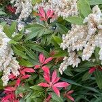 Pieris formosa Likasa