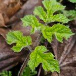 Heracleum sibiricum पत्ता