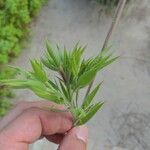 Apluda muticaBlad