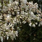 Magnolia stellata Floare
