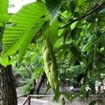 Carpinus japonica ഫലം