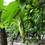 Carpinus japonica Fruit