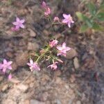 Centaurium quadrifolium Fleur