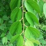 Bauhinia ungulata Hoja