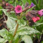 Pulmonaria affinis Fula