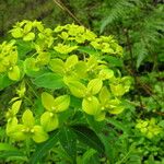 Euphorbia sikkimensis Habitat