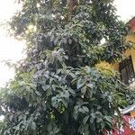 Ficus callosa Хабит