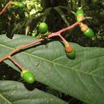 Ocotea atirrensis Fruto