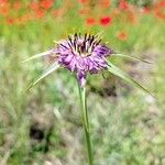 Tragopogon angustifolius 花