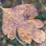 Crataegus laciniata Blad