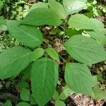 Collinsonia canadensis Hoja
