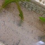 Elodea densa 葉
