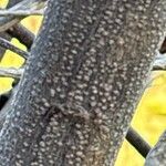 Searsia lancea Rinde