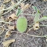 Cucumis dipsaceus Fruit