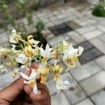 Moringa oleifera Blomst