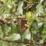 Pittosporum tenuifolium Other