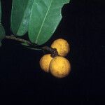 Moutabea guianensis Fruit