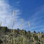Phalaris aquatica Likasa