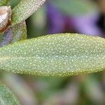 Rhododendron hippophaeoides Hoja