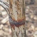 Rumex patientia Bark