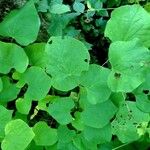 Cercis canadensis Leaf