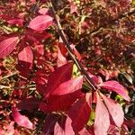 Euonymus alatus Blad