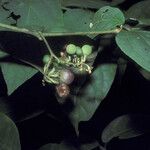 Solanum schlechtendalianum ফল