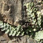 Cosentinia vellea Likasa