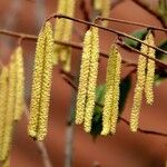 Corylus avellana ᱵᱟᱦᱟ