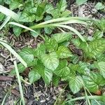 Circaea alpina Leaf